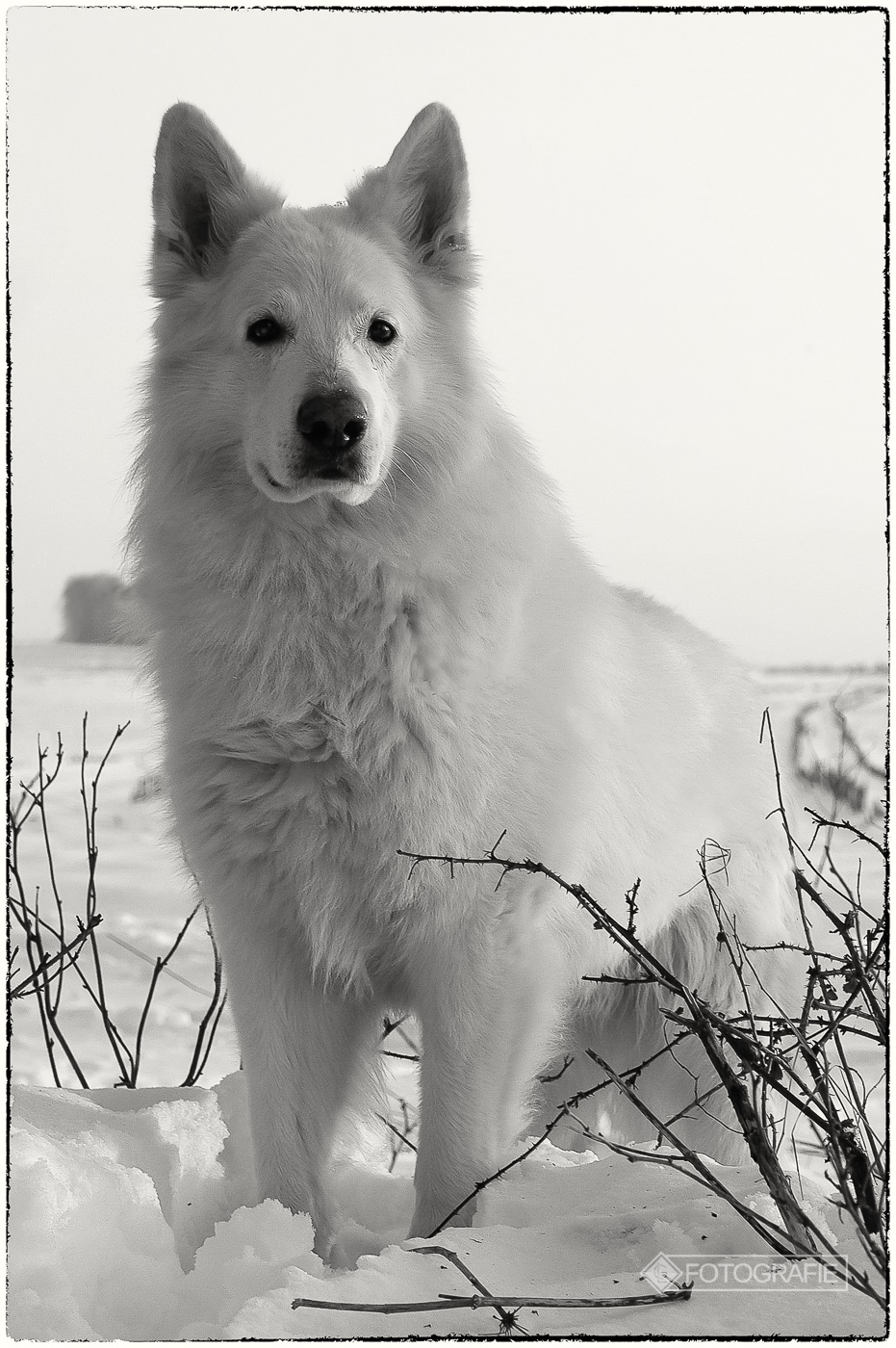 White shepherd 19